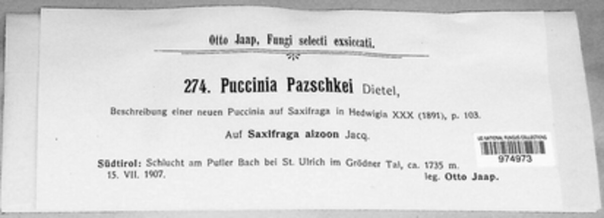 Puccinia pazschkei image